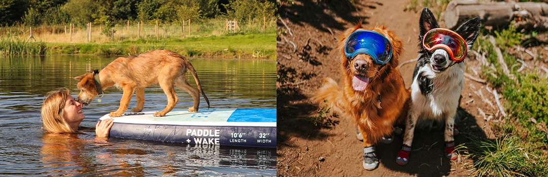 PRO TIPS FOR TRAVEL WITH PETS