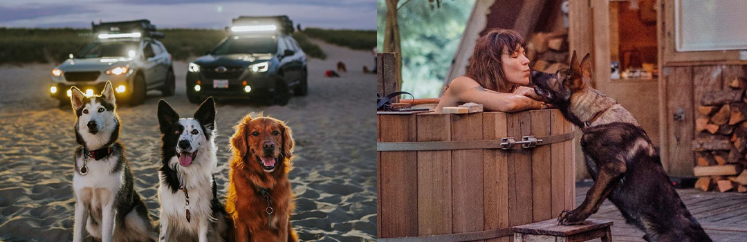 PRO TIPS FOR TRAVEL WITH PETS