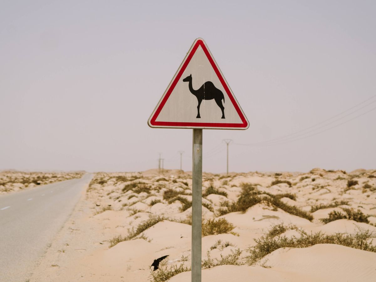 Street sign showing camel