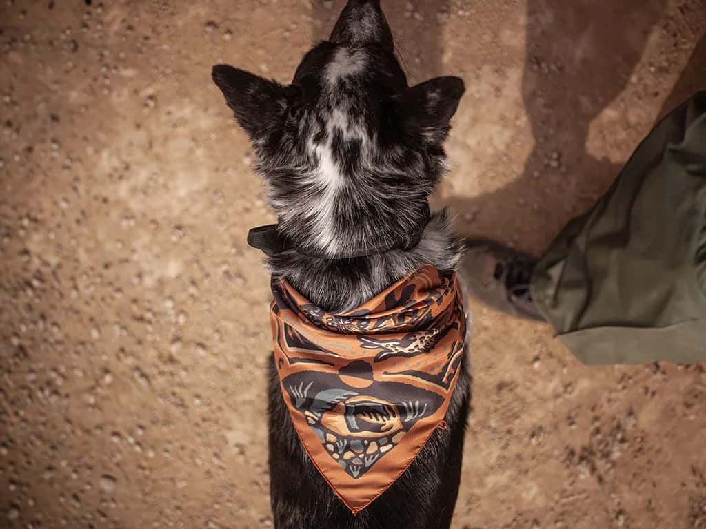 Front Runner Series Keep Searching Bandana / Orange