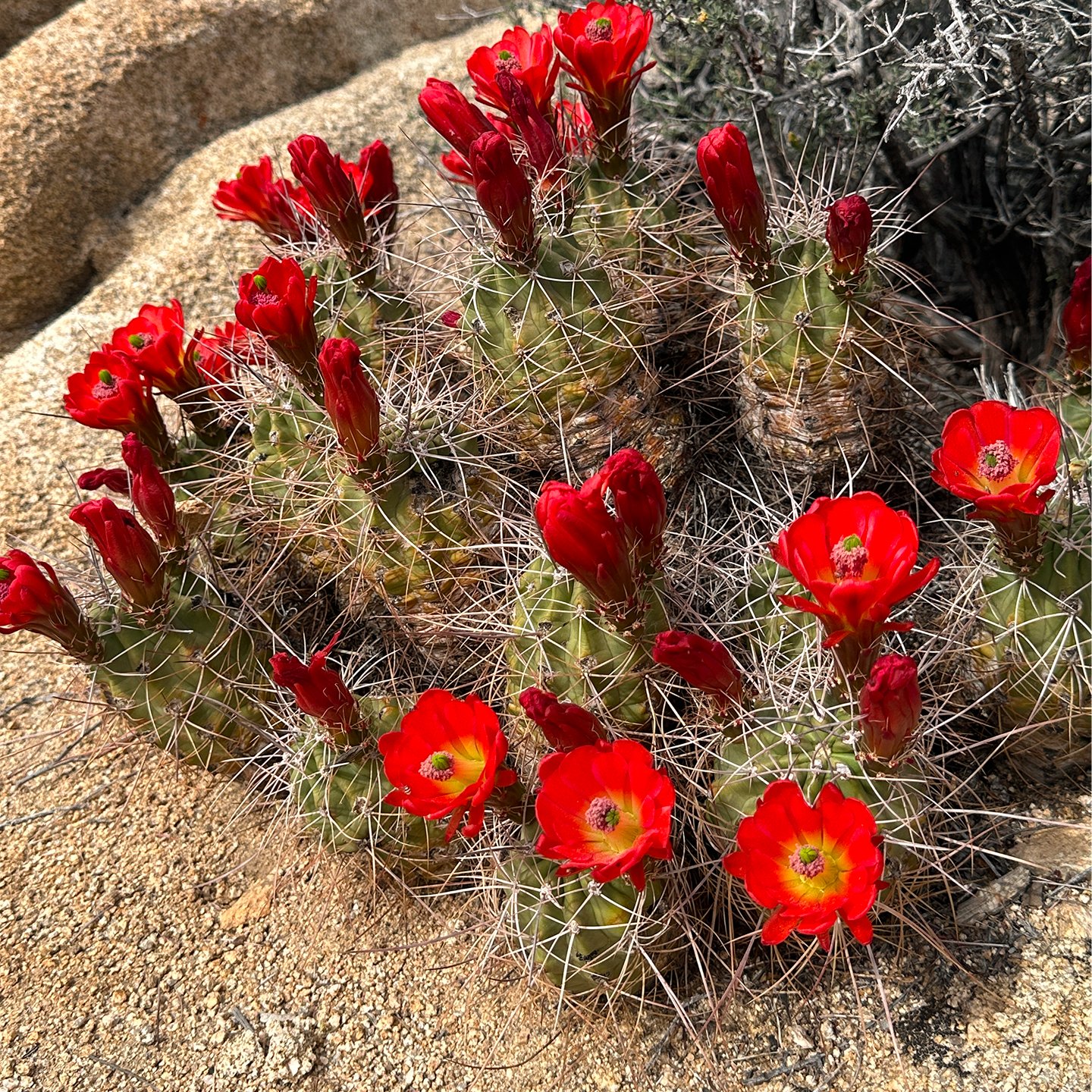 P2P Diana Yen media 4