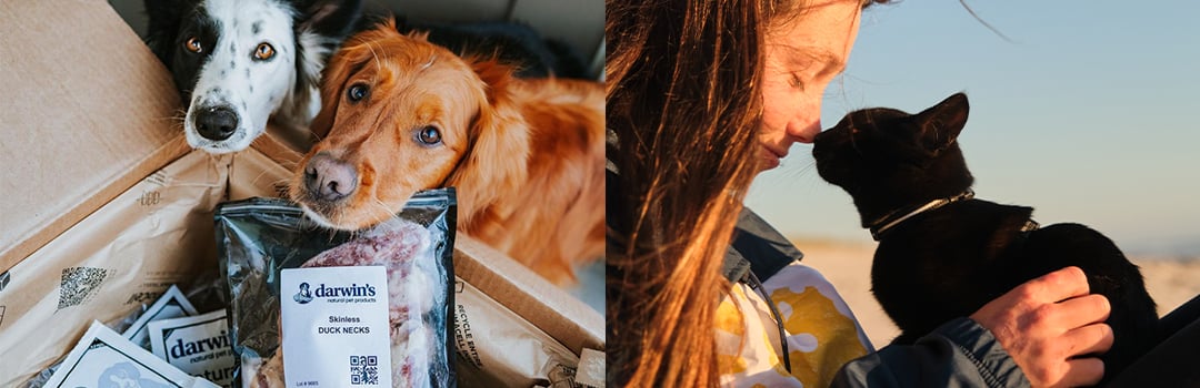 PRO TIPS FOR TRAVEL WITH PETS