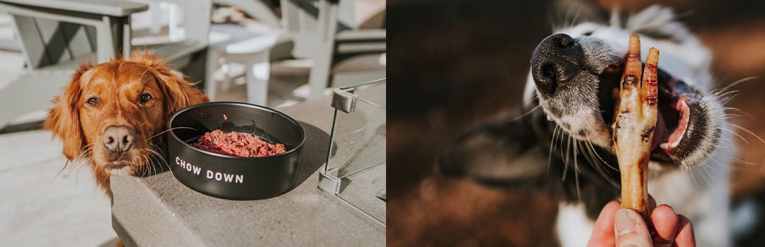 PRO TIPS FOR TRAVEL WITH PETS