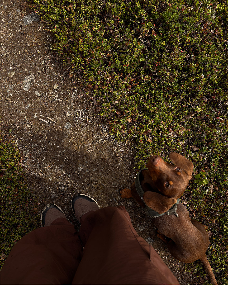 Therese Elgquist's dog