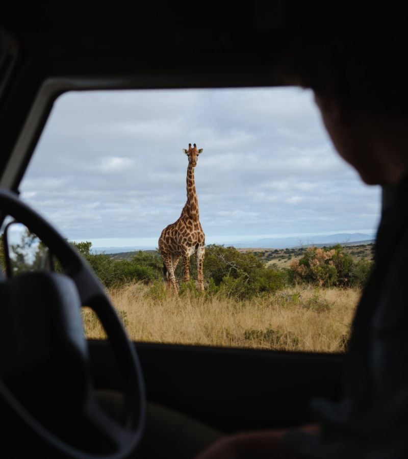 Giraffe through vehicle window