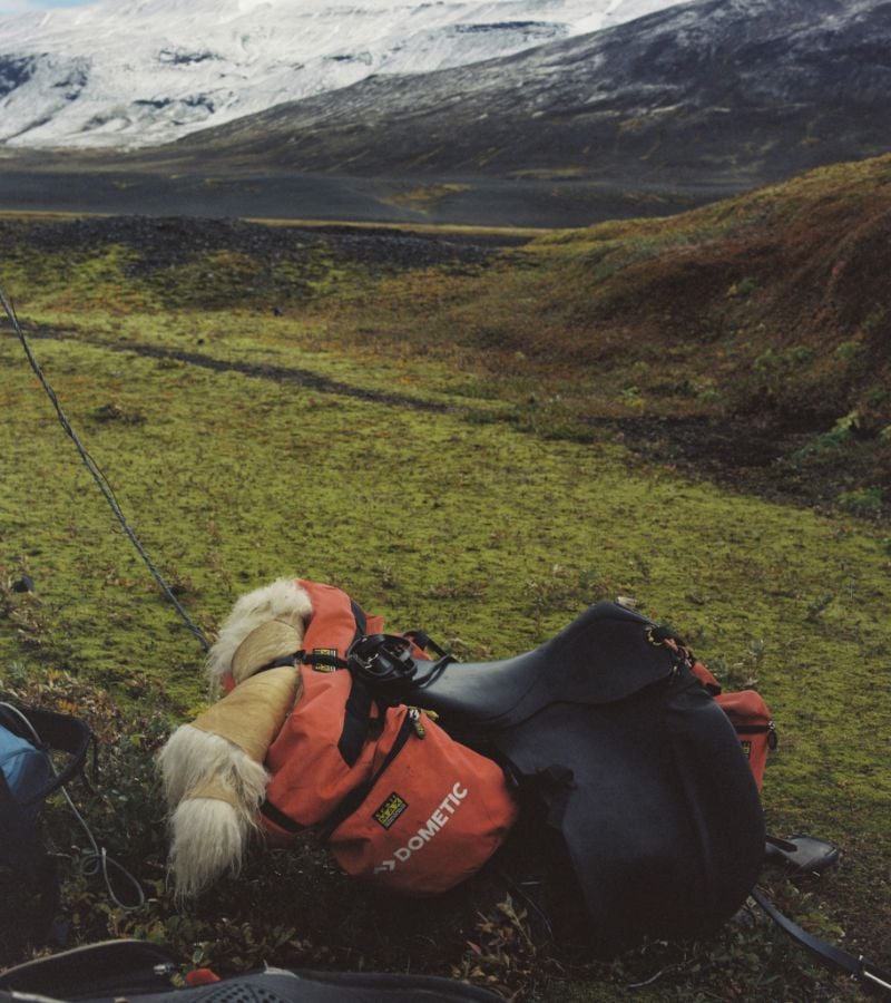A horse carrying a bag