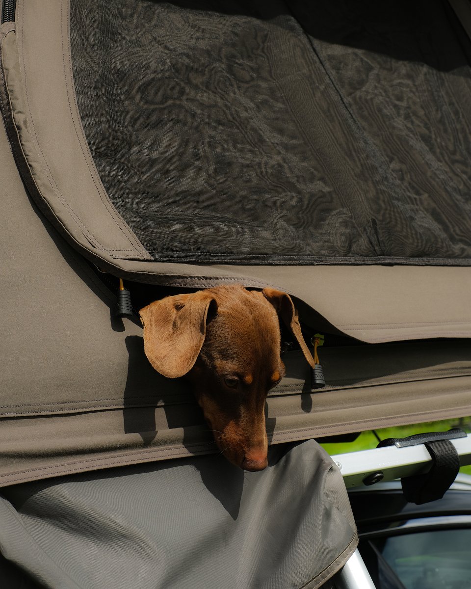 Therese Elgquist's dog in a rooftop tent