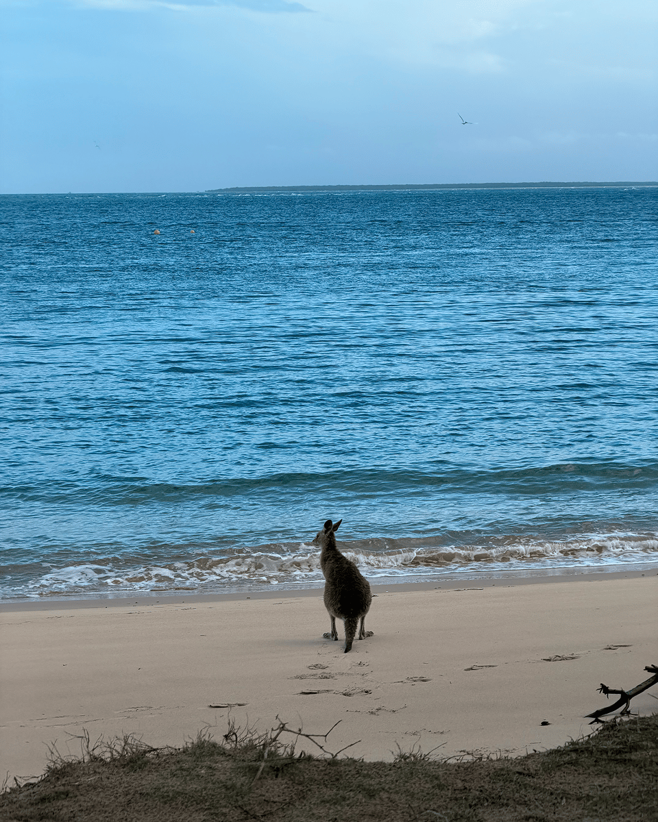 Harry pauses as he spots a kangaroo on the beach, a memorable wildlife encounter on Stradbroke Island. Surrounded by stunning coastal scenery, moments like these make camping, exploring, and connecting with nature in the great outdoors truly unforgettable.
