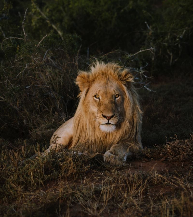 Lion resting in tall green grass