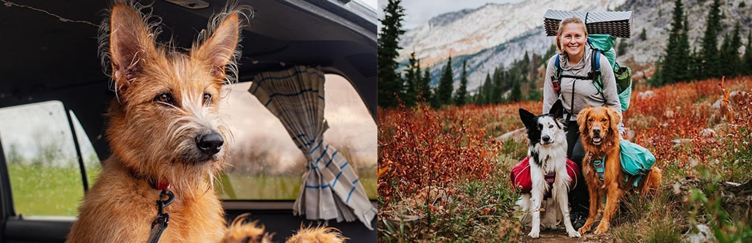 PRO TIPS FOR TRAVEL WITH PETS