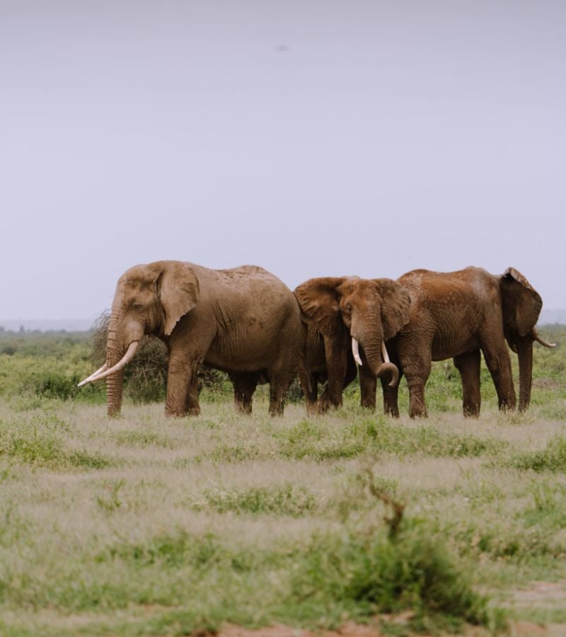 Three elephants standing in green grass