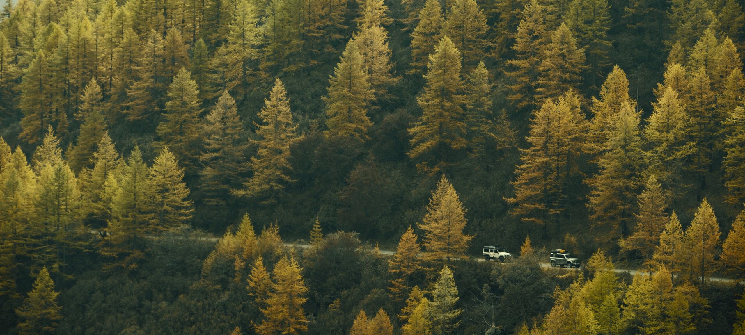 Far away view of a car driving through trees.