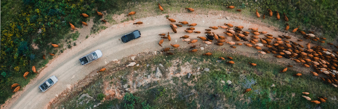 5 MOUNTAIN PASSES YOU MUST DRIVE ​